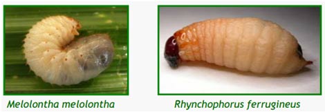 Larva Melolontha Melolontha Vs Larva Rhynchophorus Ferruginosus